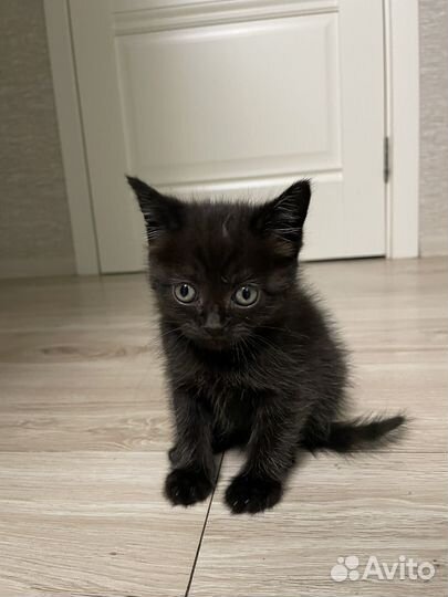 Котята в добрые руки даром