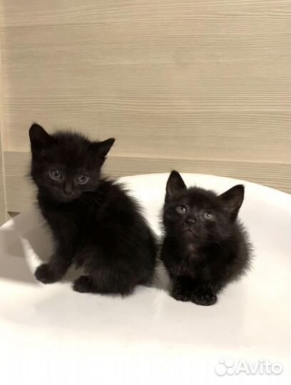 Черные котята