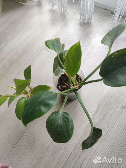 Комнатные цветы