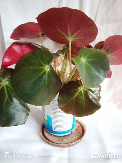 Детки бальзамина,бегонии,сансевиерия, пиперомия