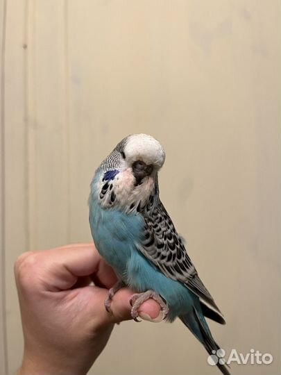 Выставочный волнистый попугай, ввп чех птенец