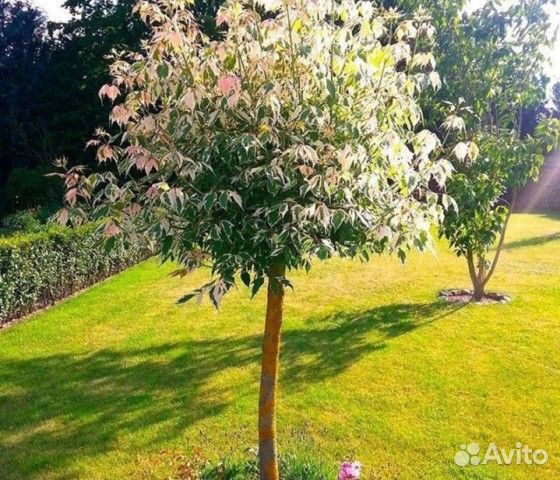 Клен Фламинго