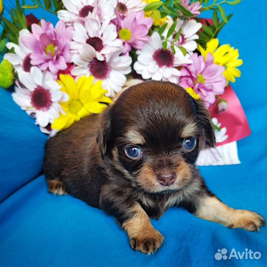 Шоколадный малыш