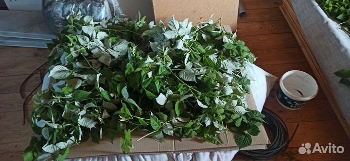 Лекарственные и луговые травы