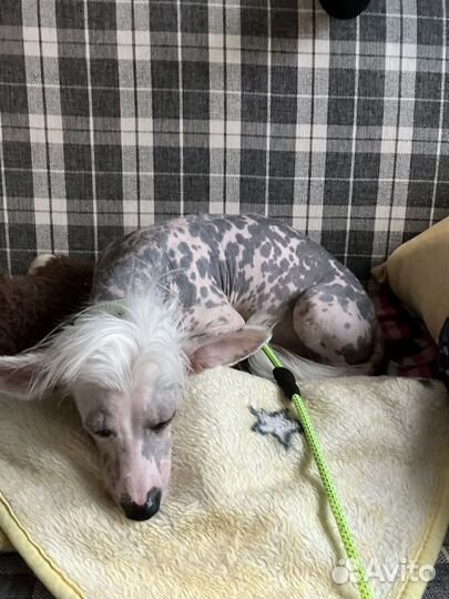 Китайская хохлатая