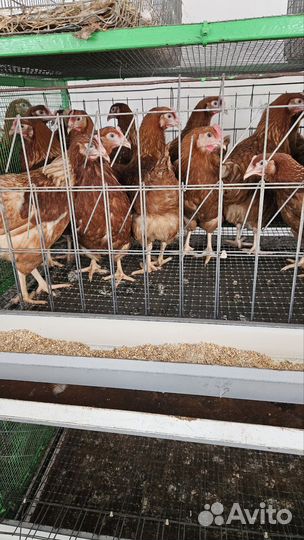 Куры несушки 