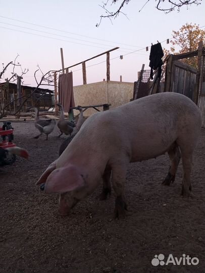 Поросята