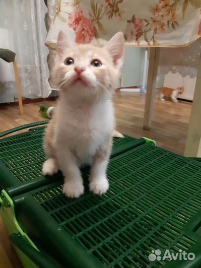 Котята в добрые руки мальчики