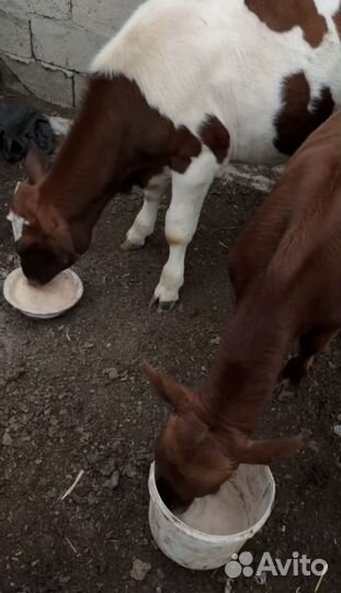 Телята бычки