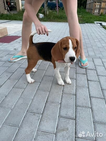 Щенки бигль РКФ