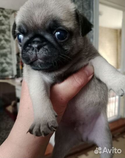 Щенки мопса мальчик