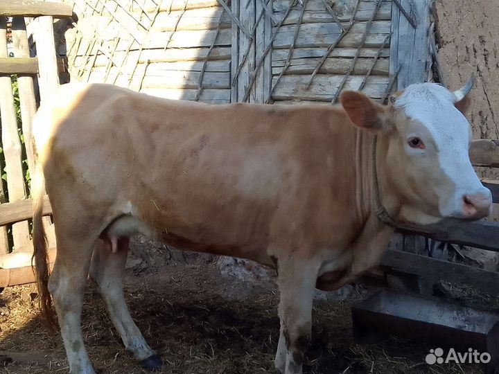 Продам коров