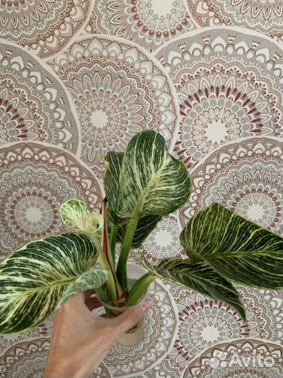 Филодендрон биркин white