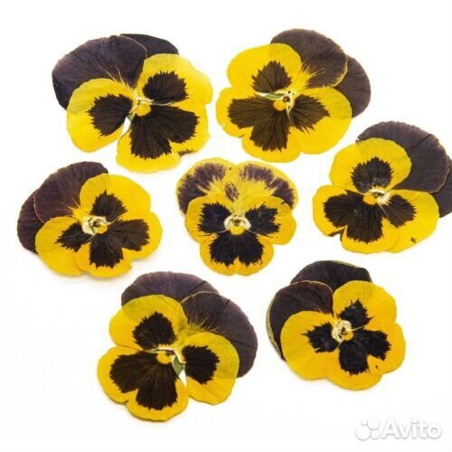 Виола обезвоженная Black lemon Черный лимон плоск