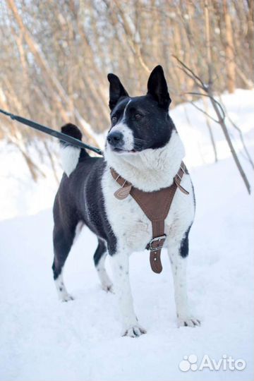 Дворняг в добрые руки