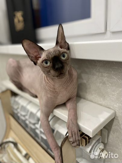 Канадский сфинкс вязка мальчик