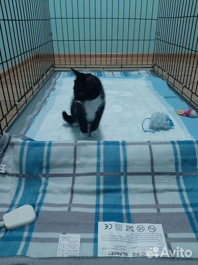 Передержка, зоогостинница, зооняня