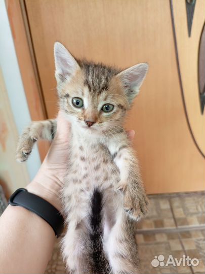 Котодетки в добрые руки