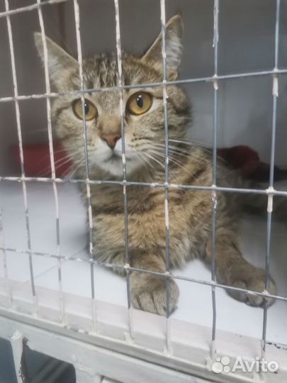 Кошечка в добрые руки