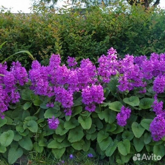 Хоста ромашка буквица доруникум флокс