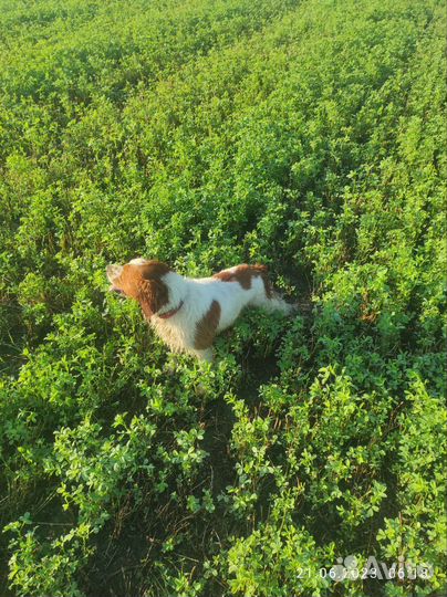 Вязка Бретонский эпаньоль