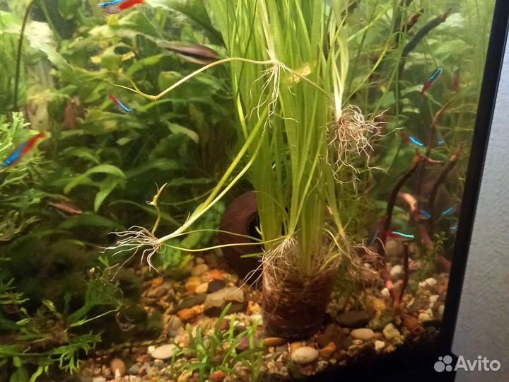 Валлиснерия