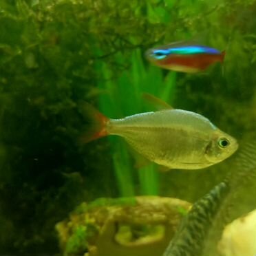 Тетра, барбус продам или обменяю