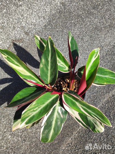 Строманта триколор