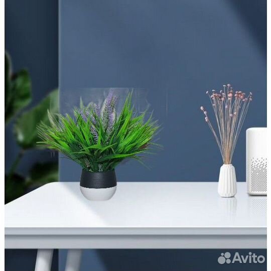 Зелень декоративная в горшке