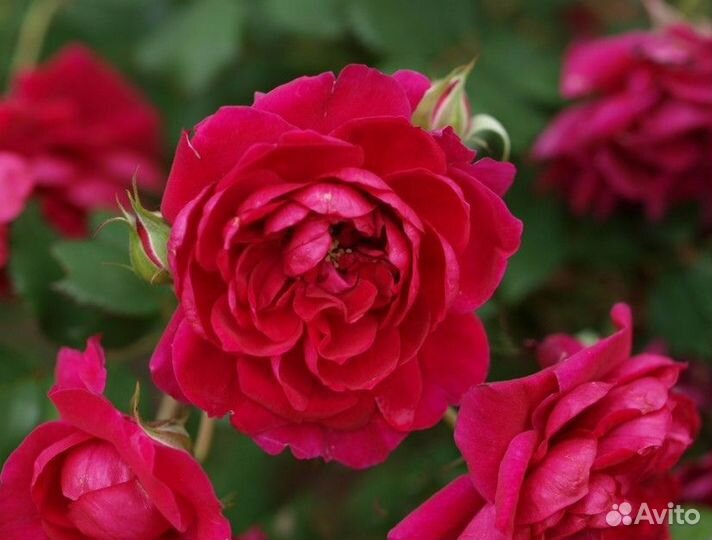 Саженцы роз окс на осень