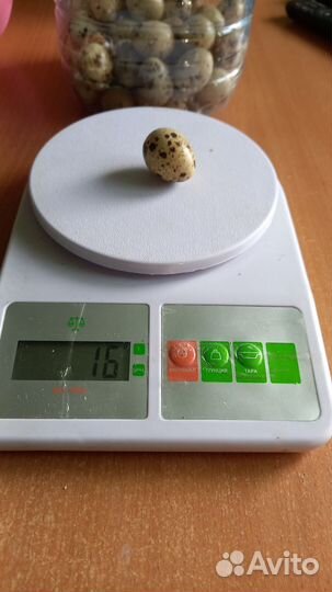 Японские перепела