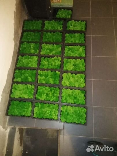 Стабилизированный мох Ягель Для декора