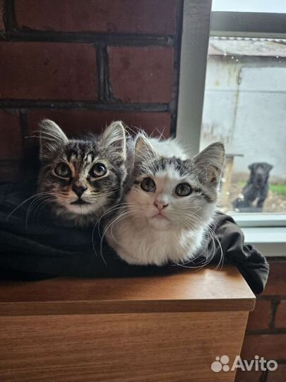 Кошки в добрые руки