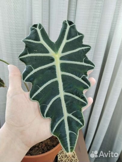 Алоказия Полли взрослая обмен