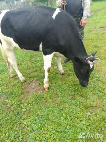 Стельная телка