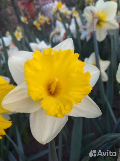 Нарциссы, хосты