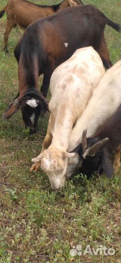 Шикарные козлы-красавцы на племя