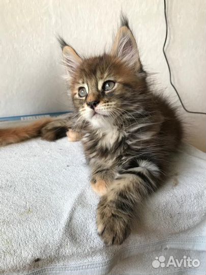 Котята мейнкун