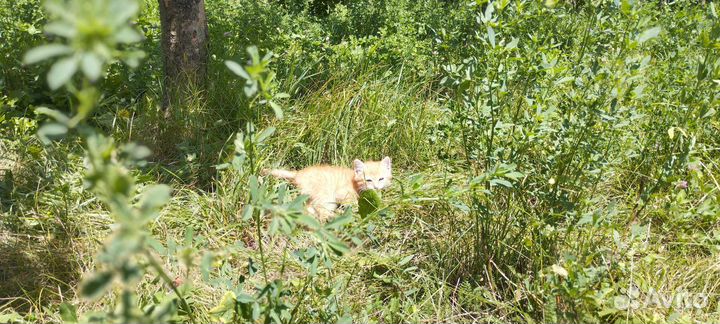 Домашние животные кошки