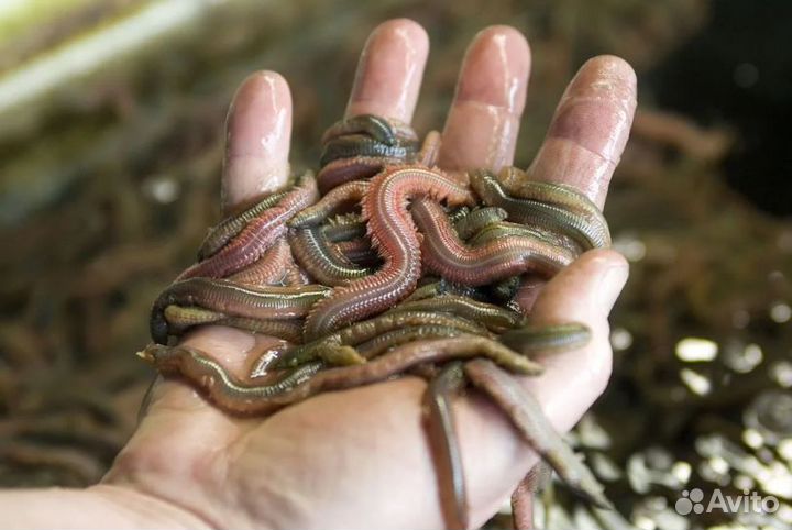 Нереис морской лиманый червь