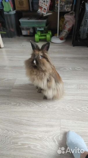 Продам кролика