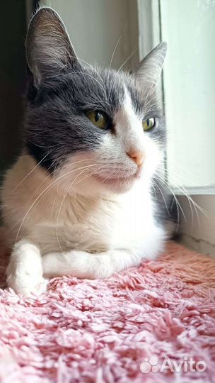 Кошка Фима в добрый дом. Стерилизована