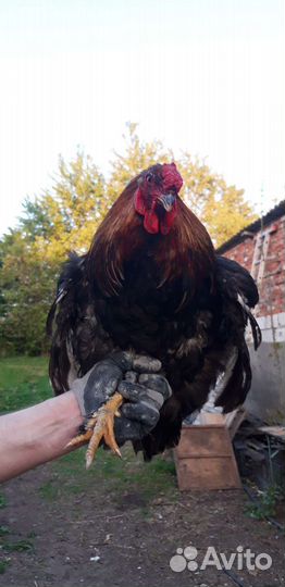 Куры Белый леггорн, Петухи