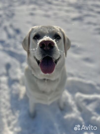 Лабродор. Вязка