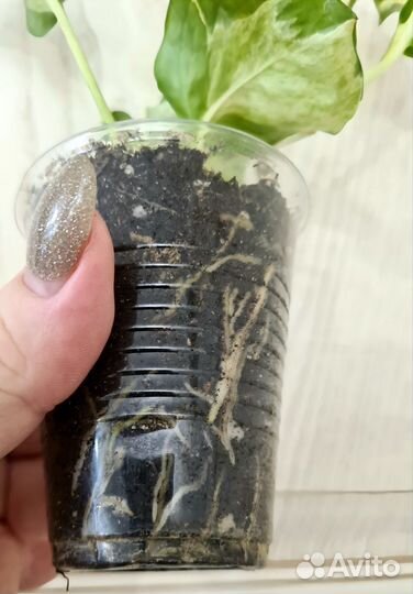 Эпипремнум Happy Leaf