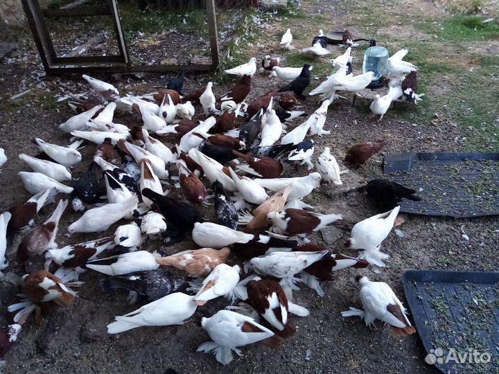 Продажа голубей