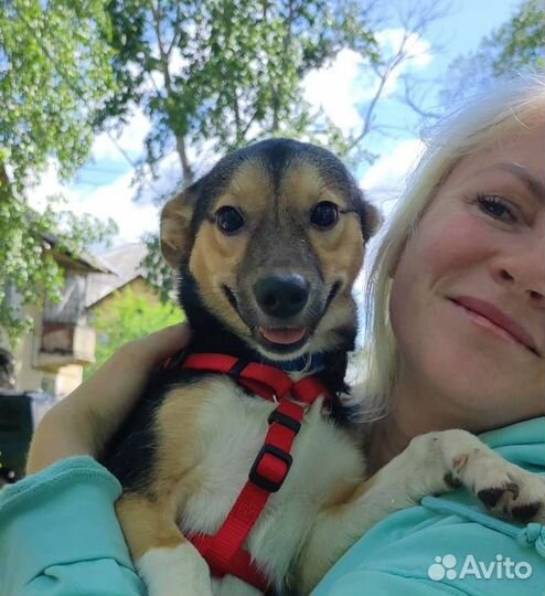 Щенок девочка, 6 мес, будет маленького размера