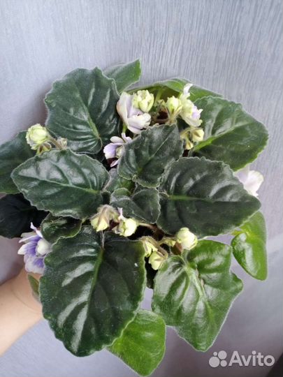 Сенполии (Фиалки Сортовые) срез