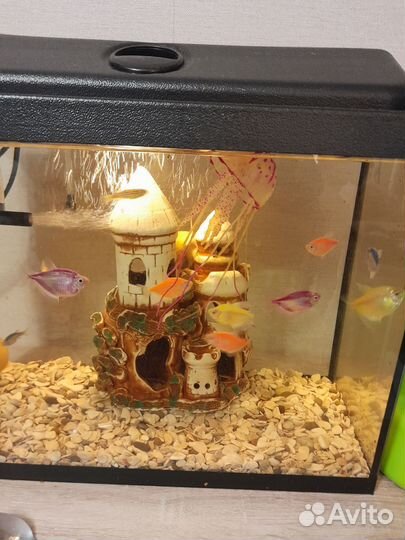 Аквариумные рыбки отдам бесплатно