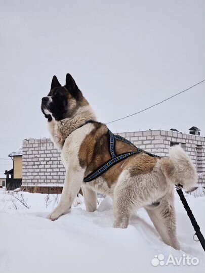 Американская акита вязка